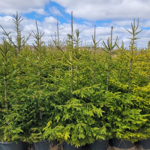 Potted Blue Spruce and Norway Spruce and White Pine 4-7 ft