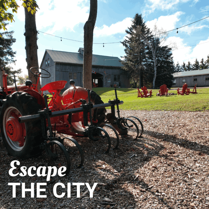 Read more about the article Escape the City: Nature-Filled Day Trips near Toronto at Elliott Tree Farm