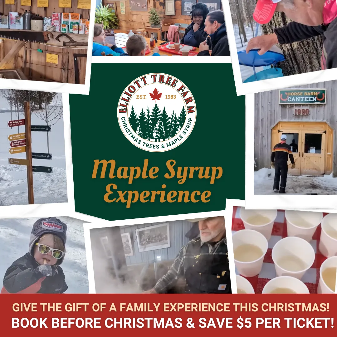 Maple Syrup Experience