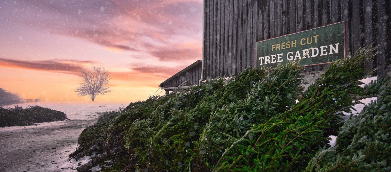 elliott tree farm tree garden