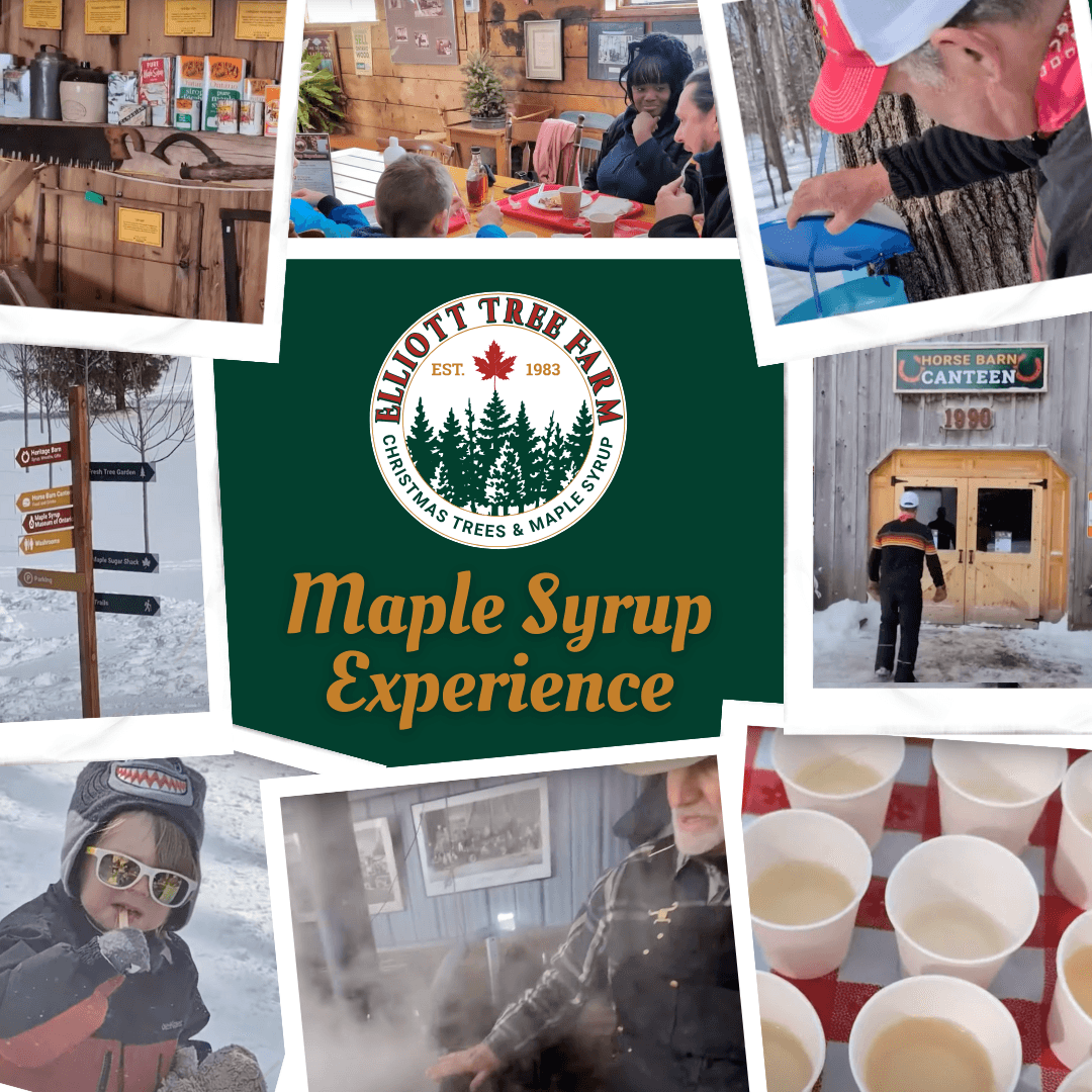 Maple Syrup Experience