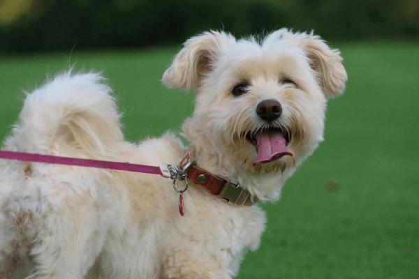 dog friendly on leash