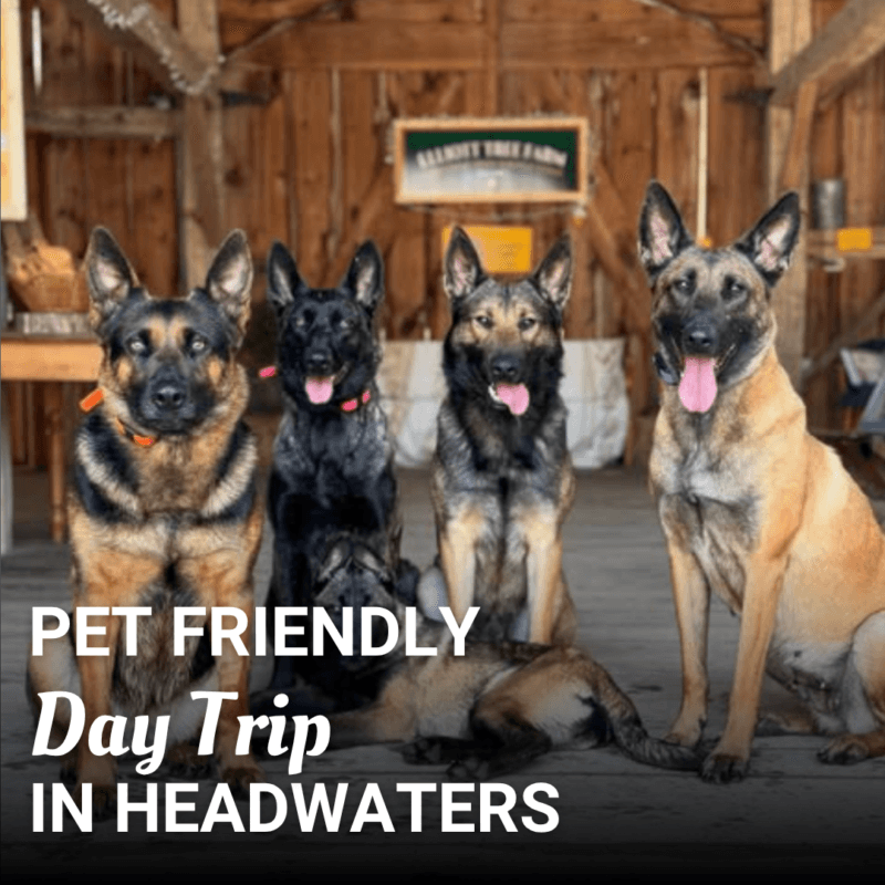Read more about the article A Pet Friendly Day Trip in Headwaters