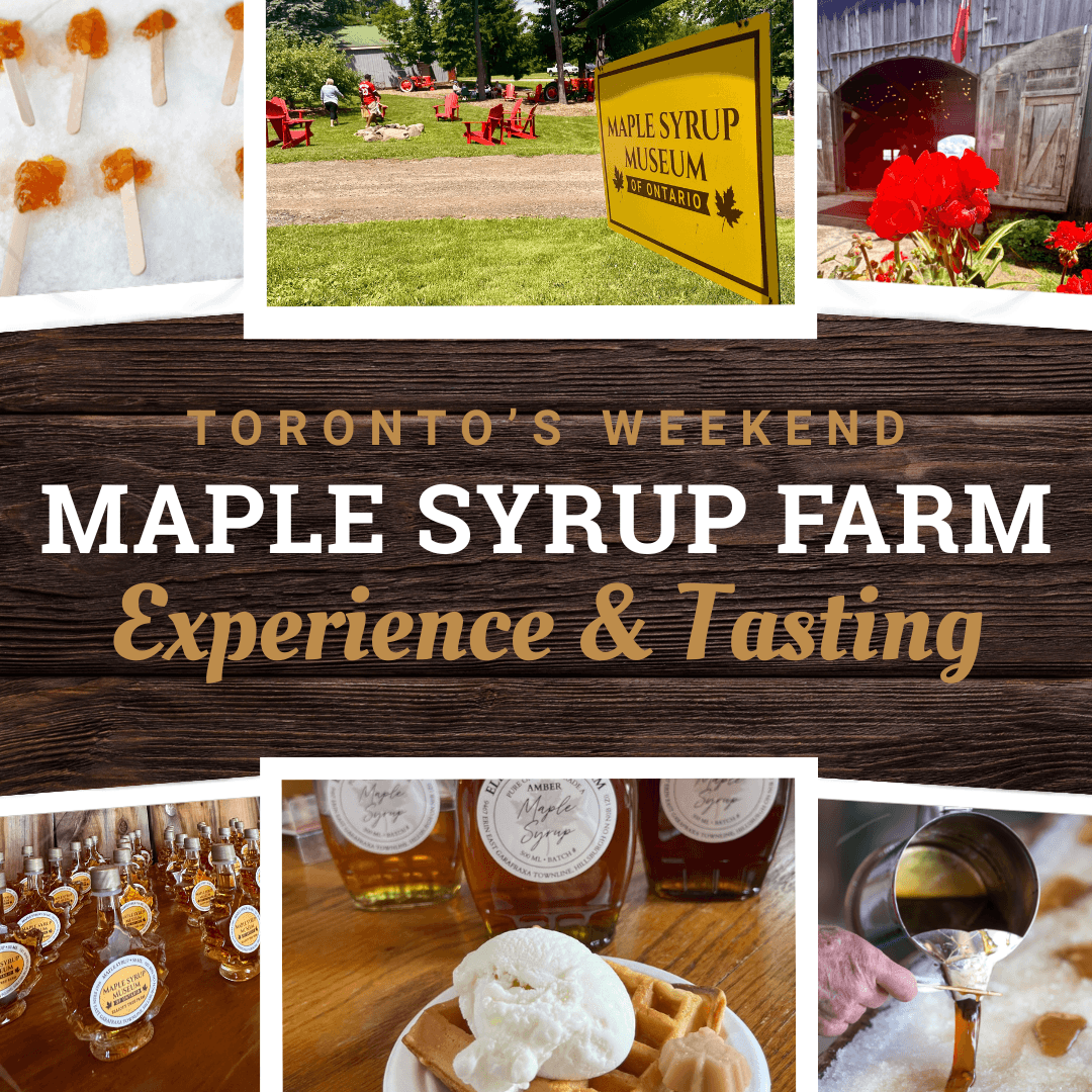maple sugarbush experience
