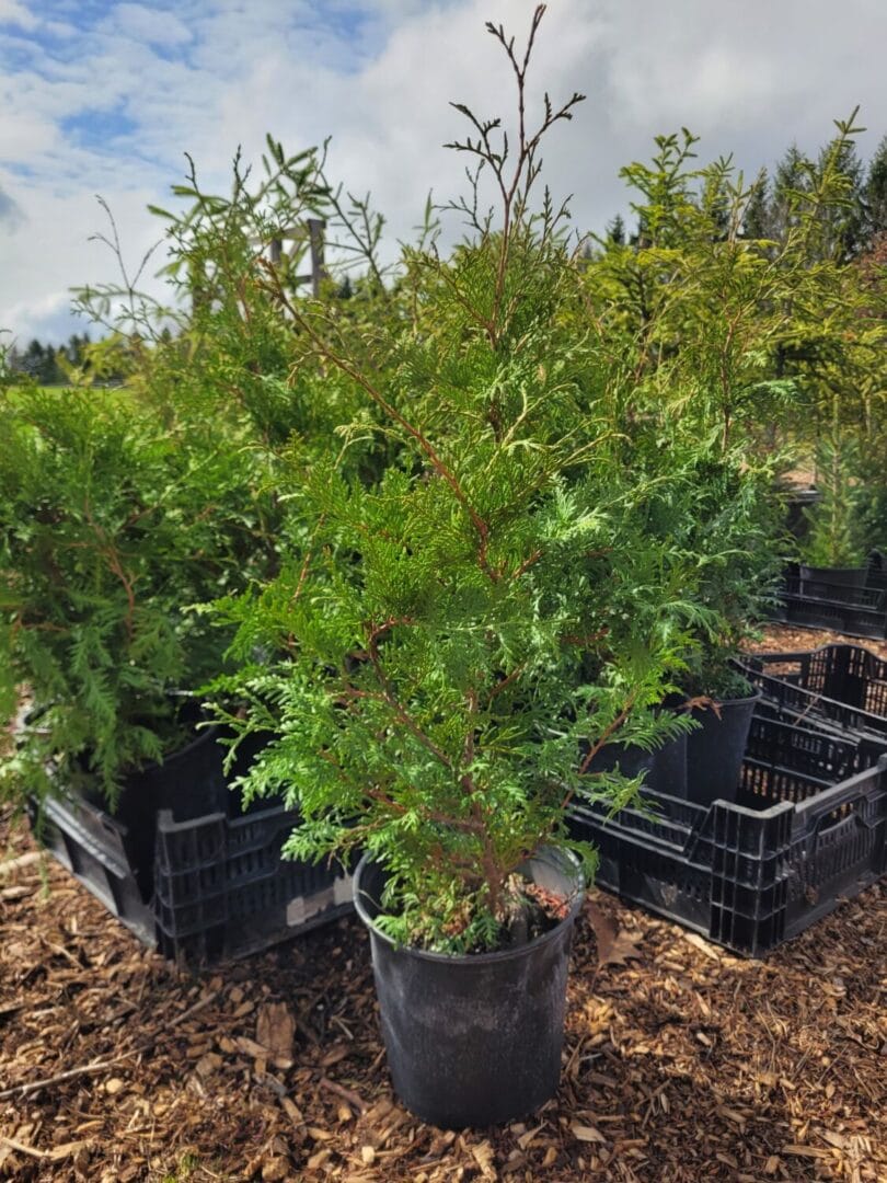 cedar