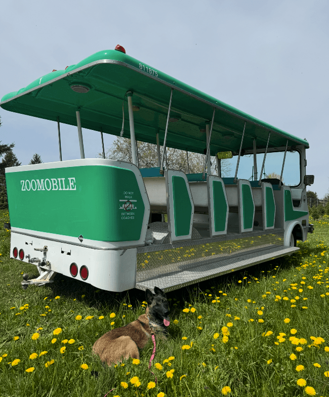 zoomobile toronto

