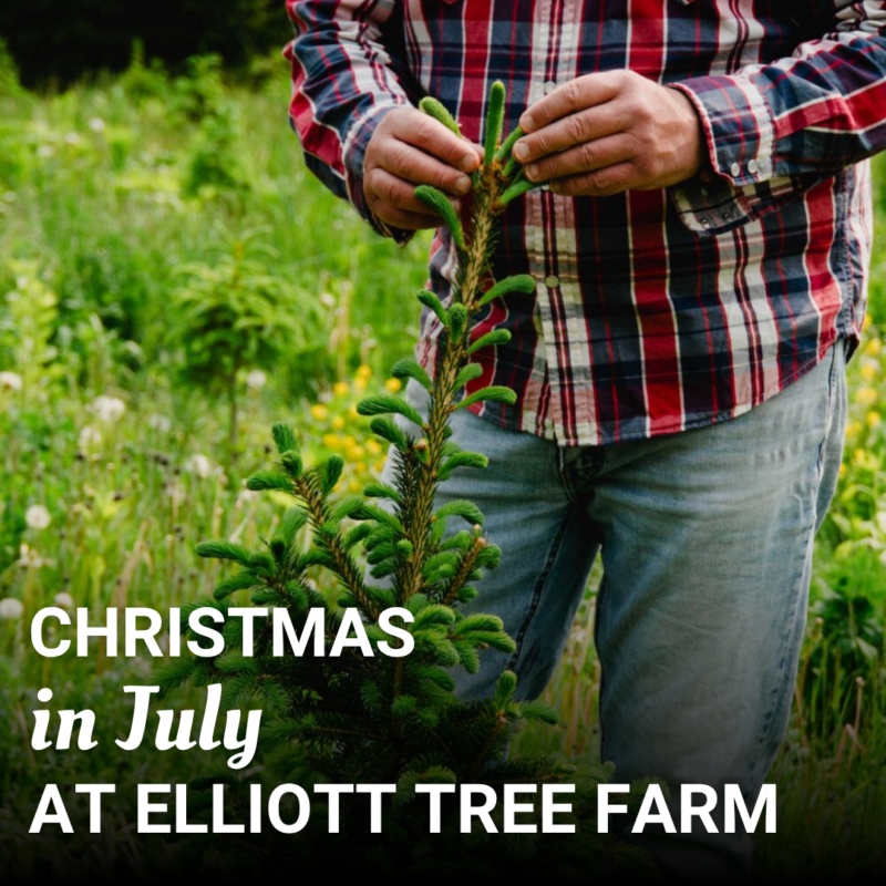 Read more about the article Christmas in July at Elliott Tree Farm: Your Holiday Tradition Is Growing Right Now