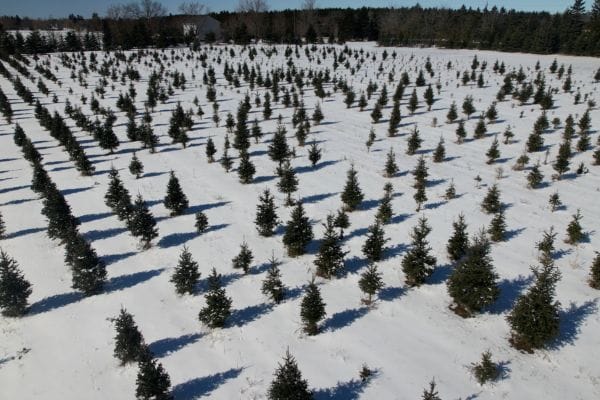 farm tree plantation