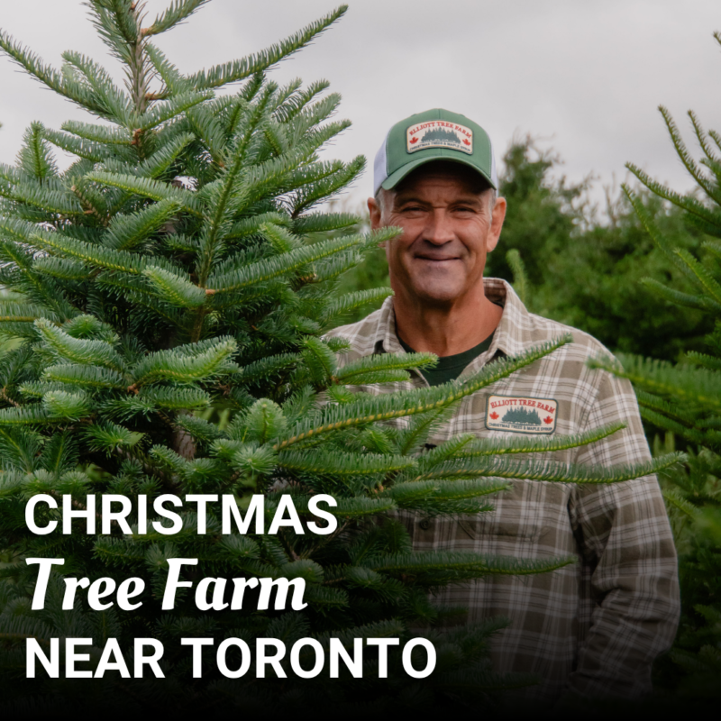 Read more about the article Christmas Tree Farm Near Toronto: Golden Ticket Weekends Are Coming to Elliott Tree Farm