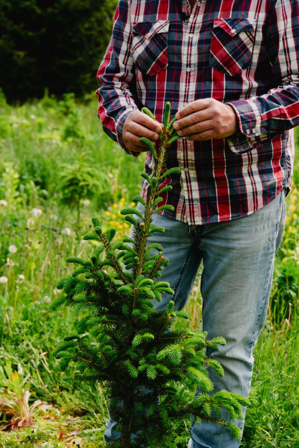 christmas tree july 