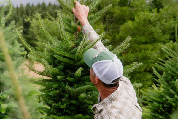 Christmas Tree Farm Near Toronto